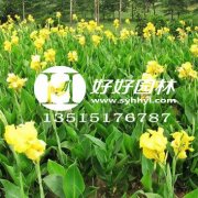 【48812】加强冬天维护邢台展开园林办理服务进步举动